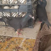 کبوتر|پرنده|مرودشت, فرهنگ|دیوار