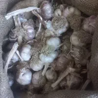 سیر