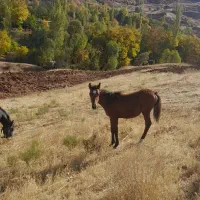 اسب|اسب و تجهیزات اسب‌سواری|خلخال, |دیوار