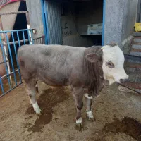 گوساله