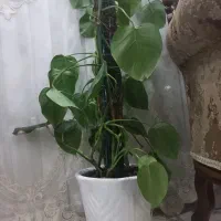 گل برگ انجیری