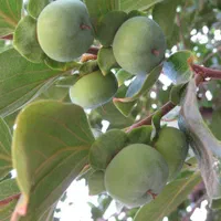 نهال درخت خرمالو|خدمات باغبانی و درختکاری|فلاورجان, |دیوار