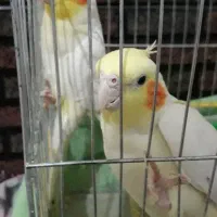 عروس هلندی