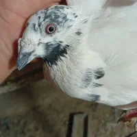 کبوتر سوسکی وزد