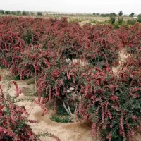 فروش باغ زرشک( فوری) ( اراضی چاه زم‌زم)