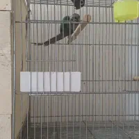 جفت تراکوییس نرمال
