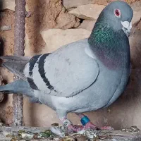 کبوتر پلاکی نر