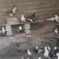 کبوتر شیخی قرمز