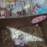 عروس هلندی با 4تا جوجه