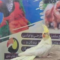 عروسی هلندی بالغ|پرنده|شاهین دژ, |دیوار