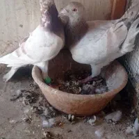 ماده یال و سرور|پرنده|شیراز, کوزه گری|دیوار