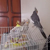 عروس هلندی|پرنده|رشت, امین الضرب|دیوار