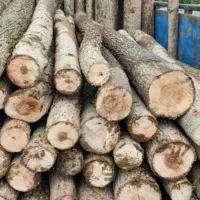 خریدار چوب صنوبر وجنگلی