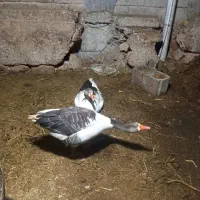 فروش دوتا غازنروماده جفت هستن