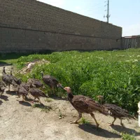 جوجه بوقلمون ۴ ماهه