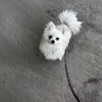 سگ پامرانین|سگ|قم, امامزاده ابراهیم|دیوار