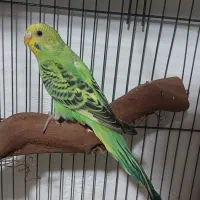 مرغ عشق انگلیسی جفت|پرنده|باسمنج, |دیوار