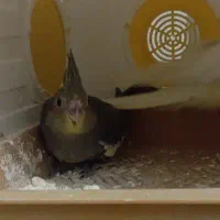 فروش و معاوضه عروس هلندی