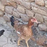 دجاج|پرنده|سوسنگرد, |دیوار