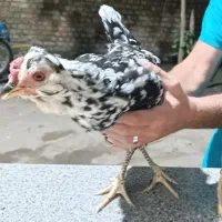 مرغ گلین خال سوزنی با ده تا جوجه از خودش|حیوانات مزرعه|مزرعه کتول, |دیوار