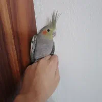 جوجه عروس هلندی