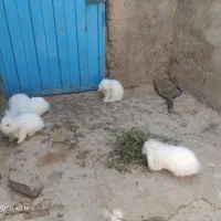 خرگوش لوپ