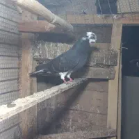 دوتا کبوتر نر ماده|پرنده|آستانه اشرفیه, |دیوار