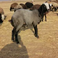 درود دوستان یک اس قوچ بره نژادشال اصیل