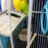 مرغ عشق با قفس|پرنده|بندر امام خمینی, |دیوار