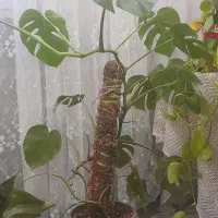 گل طبیعی|گل و گیاه طبیعی|فولادشهر, B1|دیوار