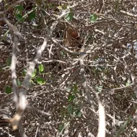 عسل محلی زنبور ریز|خوردنی و آشامیدنی|مهر, |دیوار