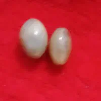سلام فروش مهره و انگشتر فقط چیزهایی که تو عکس هست