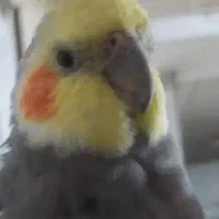 گمشده عروس هلندی