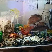 آکواریوم و ماهی