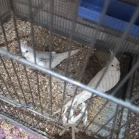 طوطی ملنگو و عروس هلندی و طوطی برزیلی