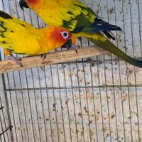 طوطی خورشیدی   سان کانور