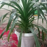 گل پاندانوس