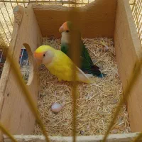 طوطی برزیلی|پرنده|خلخال, |دیوار