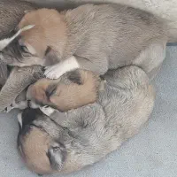 واگذاری ۳ بچه سگ