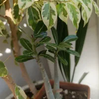 گل وگیاه|گل و گیاه طبیعی|کشکسرای, |دیوار