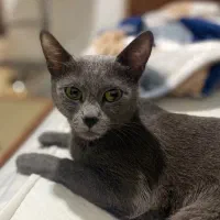 گربه|گربه|لنگرود, |دیوار