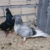 کبوتر|پرنده|بندر ماهشهر, |دیوار