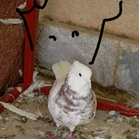 کبوتر