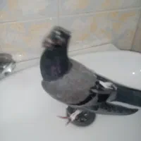 کفتر پرشی جوجه جیر دونه 60|پرنده|قم, باغ شازده|دیوار