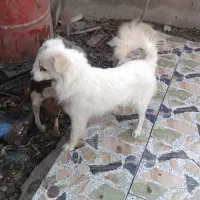 سگ پامر روباهی