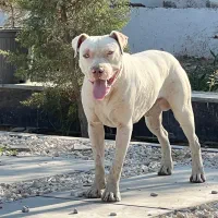 پیتبول فقط جهت کشش