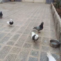 کبوتر|پرنده|آبیک, |دیوار