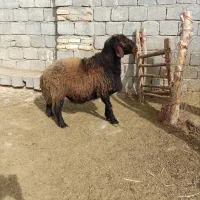 قوچ میش بره|حیوانات مزرعه|داران, |دیوار