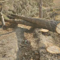 خرید انواع چوب باغ ،سقفی ،دسته بیل