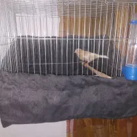 قناری ماده سالم مست مست ...